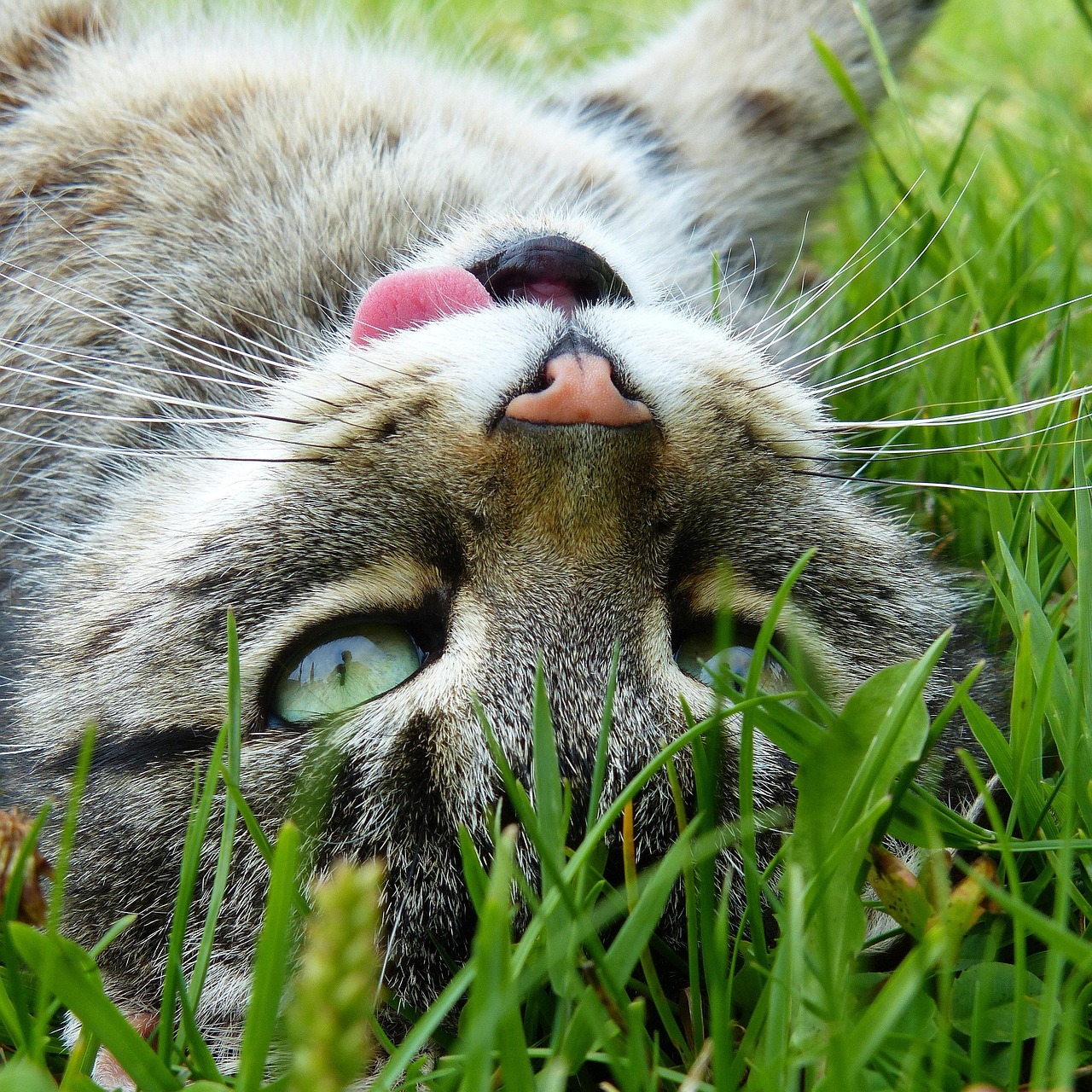 猫猫头像的女试管代生的孩子（猫猫头像动漫女生）